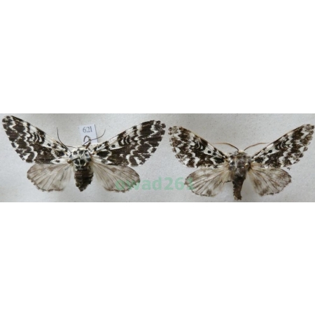 Panthea coenobita (Esper, 1785) pair Światowidka samotnica Czech62l